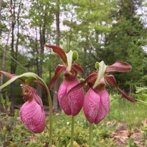 Meet your Posher, Deb